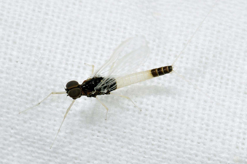 Baetis sp. di Colombarone, Formigine (MO)